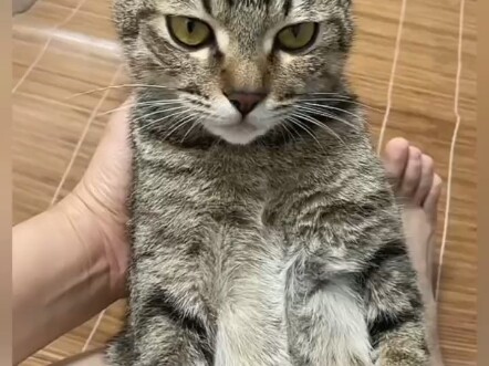 มีลูกแล้วแต่ไม่อยากเลี้ยงลูก ไม่ได้มีแค่มนุษย์เท่านั้น แมวก็เหมือนกันนะ