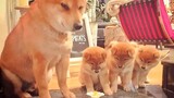 Shiba Inu father, kids and their owner playing with the electric toys