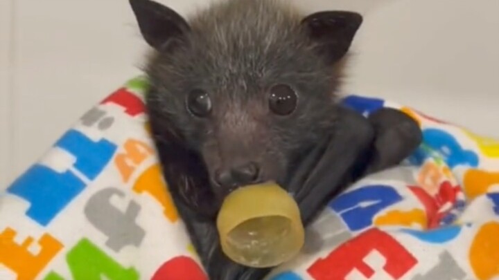 Foreign beauty stumbles upon a little bat with a wounded wing; after healing and releasing it, the “