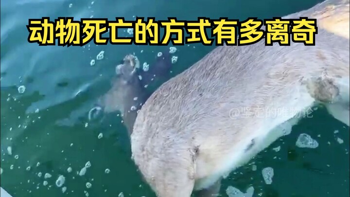 การพิสูจน์สาเหตุการตายแปลกประหลาดของสัตว์ 21