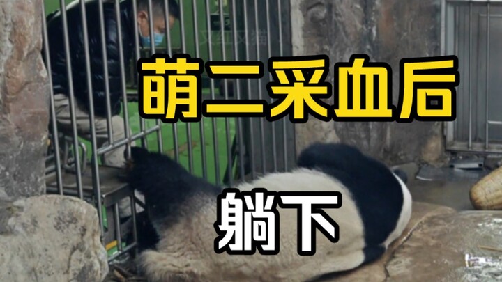 Mèo Nhị vừa mới lấy máu khám sức khỏe xong mà chẳng có táo để ăn; lúc thì ngơ ngác nhìn xuống cánh t