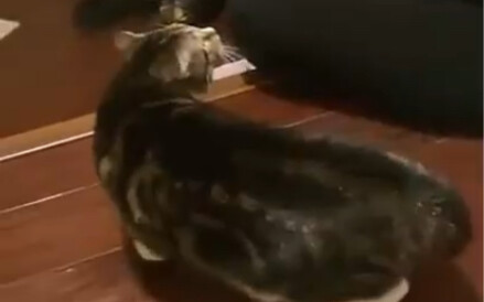 Cat: What! You actually stole my ears???
