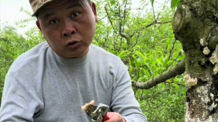 Spray to Kill Longhorn Beetle Larvae: Longhorn beetle larvae bore into peach, plum, pear, mandarin, 