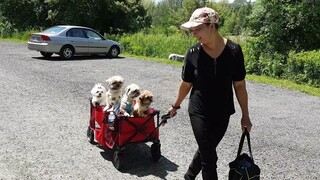 Bốn bé chó dể thương đi dã ngoại/Four adorable dogs going for picnic.