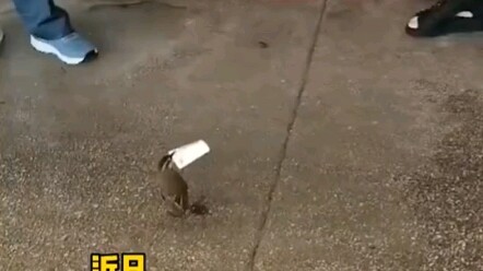 นกตัวเล็กคาบเงินของร้านไป ร้านกลัวว่ามันจะบินหนีหากไล่จับแรงเกินไป ทั้งสองฝ่ายเลยดึงขึงกันสุดระห่ำ!