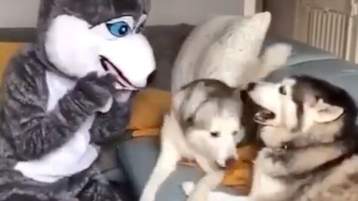 Setelah memelihara anjing husky dalam waktu lama, baik pemilik maupun anjing pasti akan jadi sedikit