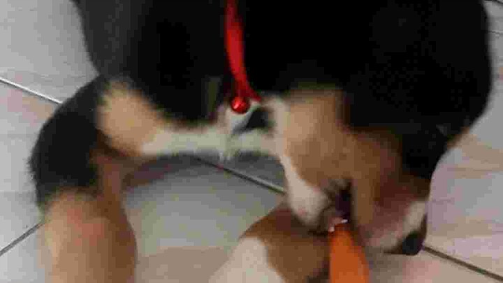 โมโมะกินแครอท