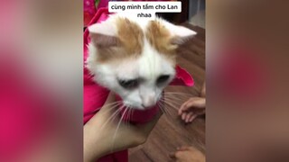 lói ko với máy sấy-chan CapCut cat catsoftiktok catlover mèosimmy mèo lan fyp xuhuong