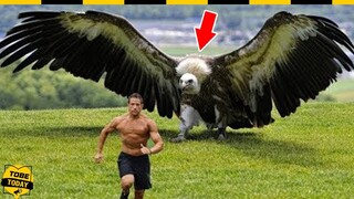 🔴 Cận Cảnh 10 Loài Quái Điểu Nguy Hiểm Và Dữ Tợn Nhất Hành Tinh Mà Bạn Phải Tránh Thật Xa