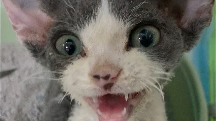 A 3-pound cat holds in 2 pounds of poop.