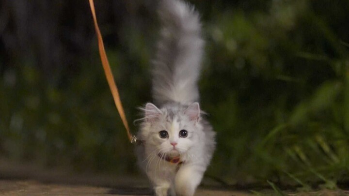 “You can never get tired of little kittens, just like you.”