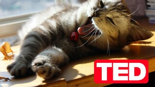 [สัตว์] ทำไมแมวถึงมีพฤติกรรมแปลก ๆ ? @TEDภาษาจีน