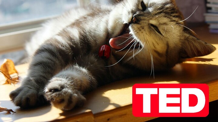 【Animal Circle】Why are cats' behaviour so weird? @TEDEd