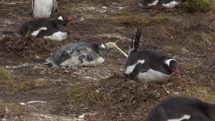 【Beginilah Cara Penguin Buang Kotoran】Penguin yang Terakhir Itu Benar-Benar Kasihan!
