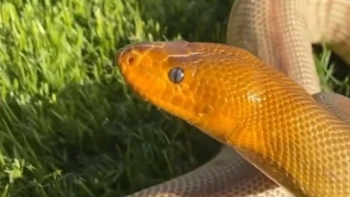 What do you think,Tag Someone that needs to see this. snake