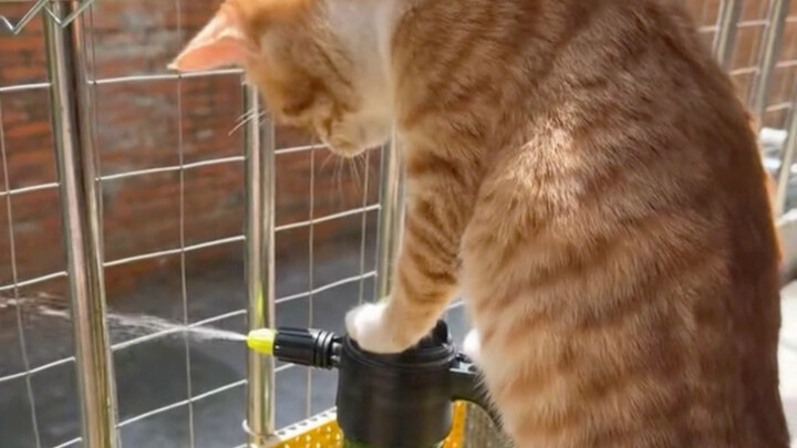 Tentang kucing kecil yang sedang gila-gilanya memunculkan ide-ide buruk