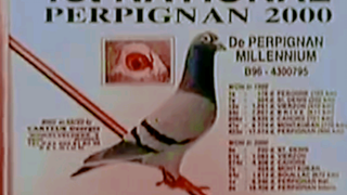 PIGEON RACINH