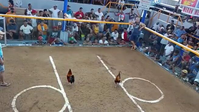 Hack fight ulutan 2k per win