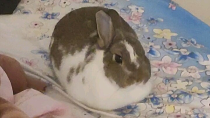 Thỏ hợm hĩnh