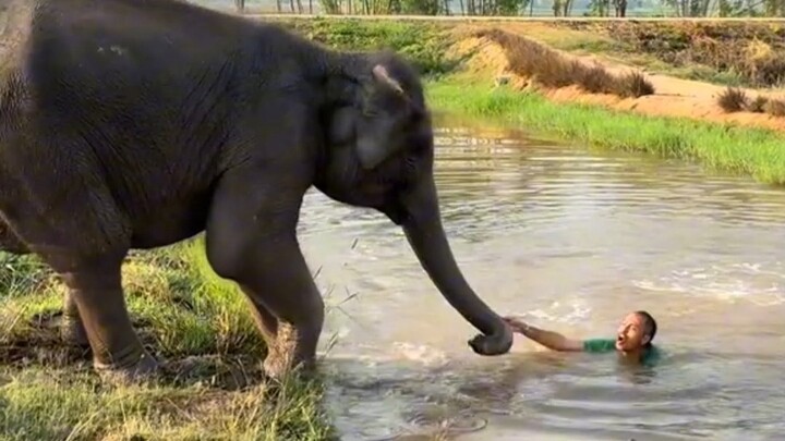 Si bayi gajah mengira penjaga kebun binatang tenggelam, lalu buru-buru berlari mendekat untuk menyel