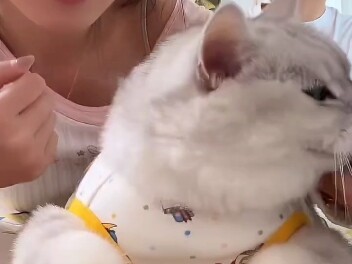 Cinta dan tidak cinta itu sangat jelas terlihat: si Silver Tabby jahat langsung berubah menjadi kuci