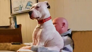 When Your Dog Is Not Your Pet…😍 Funny Dog and Human Moments