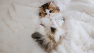 小奶猫第一次剪指甲，越剪越困竟然睡着了！