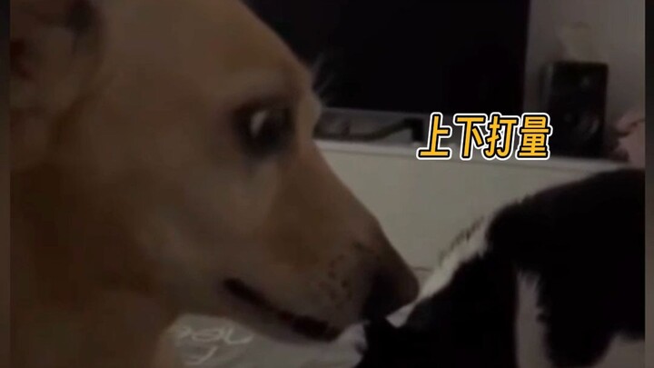 Dog: I was absolutely terrified at the time.
