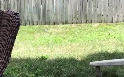 สุนัขเพื่อนบ้านและเด็กน้อยกำลังเล่นดึงข้ามรั้ว