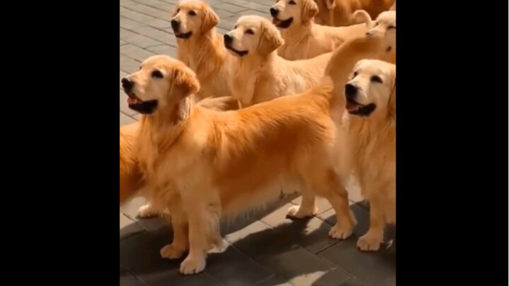 哇，好多狗啊！