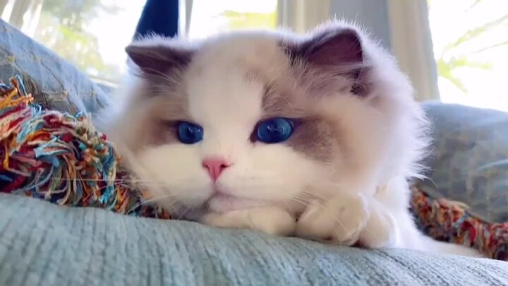 Oh my gosh, this little kitten is so cute!