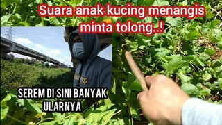 astagfirullahaladzim Terdengar Suara Anak Kucing Minta Tolong Di Semak-Semak Yang Banyak Ularnya..!