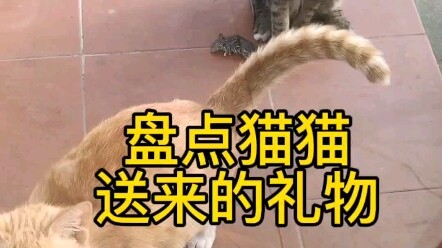 The gift my cat gave me after I fed it