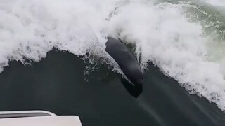 海豹游泳的速度没想到这么快！