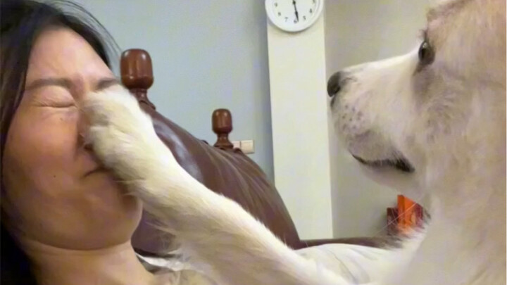 My furry kid is just so clumsy—no one ever knows if they’ll suddenly whack you in the face next seco