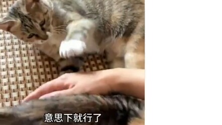 Turns out kittens can hold a grudge too