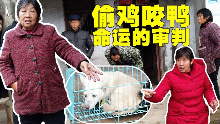 [Old Mad Yang] Right in front of the villagers, got rid of this dog that was biting chickens and duc