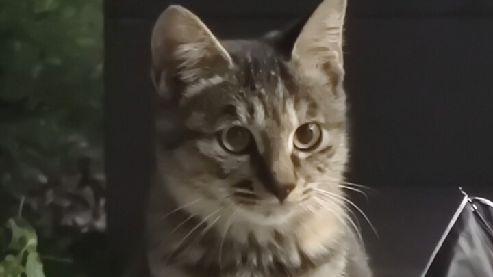 เจ้าเหมียวตัวเล็กจากมหาวิทยาลัยตงต้ามาแตะคุณแล้ว!