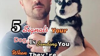 Does your dog get stressed? 🥺LearnOnTikTok doglanguage doglover minihusky