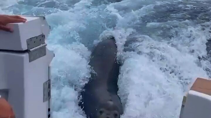 Anjing laut melompat ke atas kapal demi menyantap prasmanan