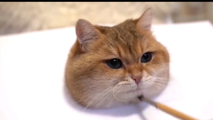 [Cat Sketch] Just Like a Real Cat