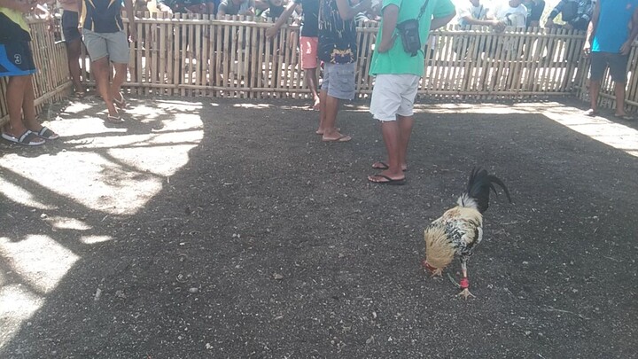 talisayin ng tinurik wining line