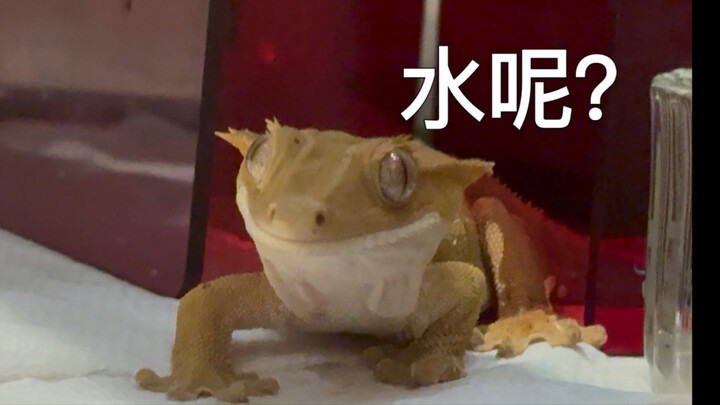 Eyelash gecko: Where’s the water?! I want to drink!!