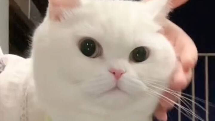 有人说我给猫用了散瞳散？