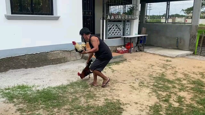 aquired kung manok galing farm