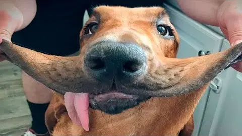 Funniest Animals 🐧 - Funny animal videos can't help but laugh 2021 😁 - Cutest Animals Ever - Bilibili Funniest Animals 🐧 - Funny animal videos can't help but laugh 2021 😁 - Cutest Animals Ever - Bilibili