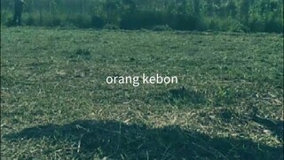 orang kebon