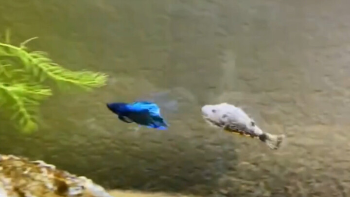 Don’t Underestimate Tiny Creatures