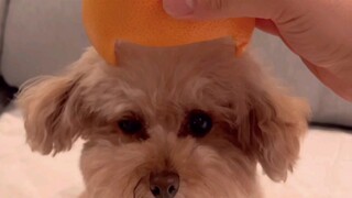 Little Orange Hat is here!