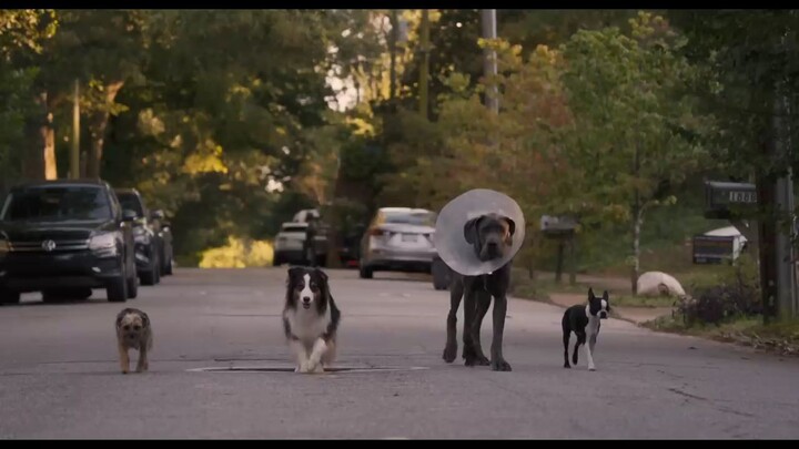 Strays watch full movie : link in discription